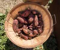 Harvested sweet potatoes in basket top view