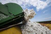 harvester unloads cotton bolls into a cotton module builder