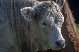 head of cattle on here farm in Oklahoma