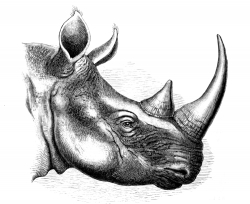 head of rhinoceros_rnm animal historical illustration