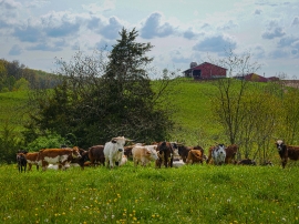 Heard of miniature riding bulls graze in a field