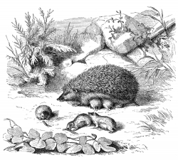 hedgehog family illustration