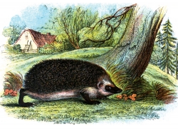 Hedgehog Near Trees And Shrubs Color Illustration