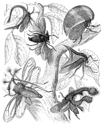 Hemiptera Illustration