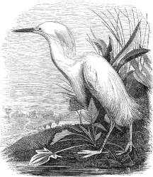 heron bird illustration