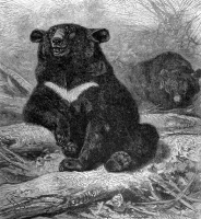 himalayan black bear animal historical illustration