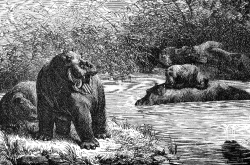 hippopotamus illustration