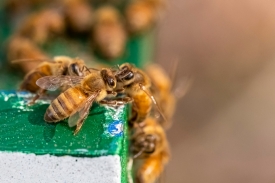 hive of honeybees