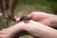 holding salamander in hand photo