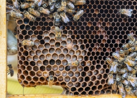 Honeybees congregate on a honey frame
