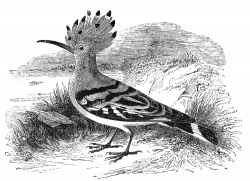 hoopoe bird illustration