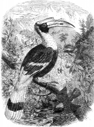 hornbill engraved bird illustration