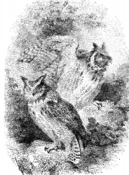 horned owl bird illustration