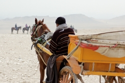 Horse and cart near great pyramids Photo 6896