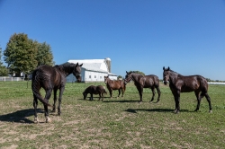 Horses and a Shetland pony on an Amish farm