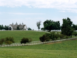 Horses graze on a farm in Kentucky bluegrass