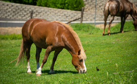 horses grazing on a pasture