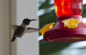 humming bird drinking from feeder