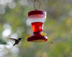 humming bird drinking from feeder