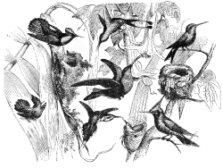 hummingbird-illustration