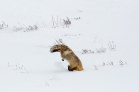 hunting fox dives into snow yellowstone