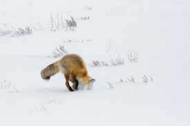 hunting fox hayden valley 67