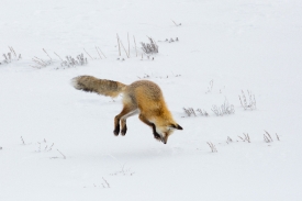 hunting fox hayden valley yellowstone