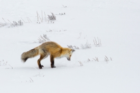 hunting fox in snow hayden valley yellowstone