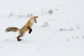 hunting fox in snow yellowstone
