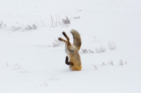 hunting fox with head in snow hayden valley