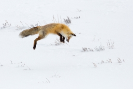 hunting fox yellowstone