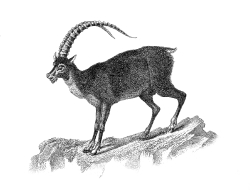 Ibex Illustration