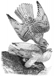 iceland falcon bird illustration