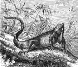 iguana Illustration