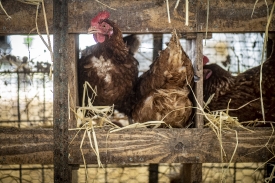 interior view of hens in hen house