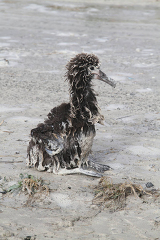 japanese tsunami surviving Laysan Albatross Chick
