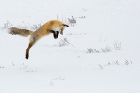 jumping hunting fox hayden valley