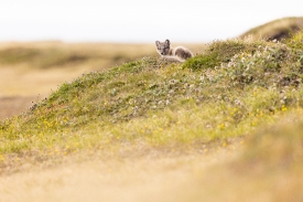 Juvenile Arctic fox rests on hillside