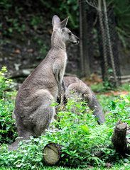 Kangaroo at the Singapore Zoo Photo Image 7949a