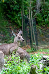 Kangaroo at the Singapore Zoo Photo Image 7950