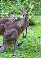 Kangaroo at the Singapore Zoo Photo Image 7955
