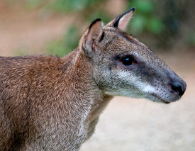 Kangaroo at the Singapore Zoo Photo Image 7958