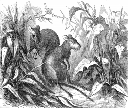 kangaroo rat or potoroo illustration