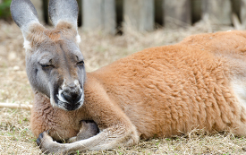 kangaroo relaxing laying on grass photo image 3770a