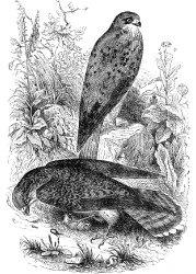 kestrel bird illustration