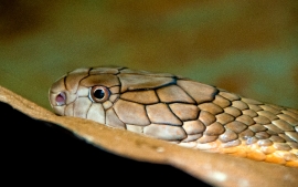 King Cobra Snake Farm Bangkok Photo 4725