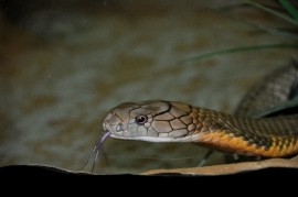 King Cobra Snake Farm Bangkok Photo 4731