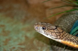 King Cobra Snake Farm Bangkok Photo 4737