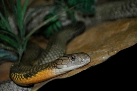 King Cobra Snake Farm Bangkok Photo 4738
