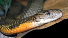 King Cobra Snake Farm Bangkok Photo 4738A